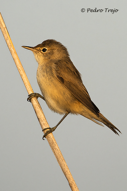 Carricero común (Accephaceus scirpaceus)